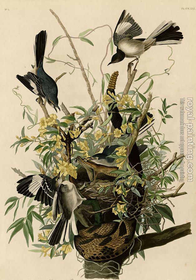 John James Audubon : Mocking bird